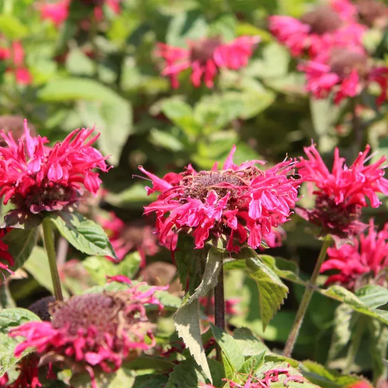 monarda-bee-you-bee-happy MONARDA BEE-YOU BEE HAPPY