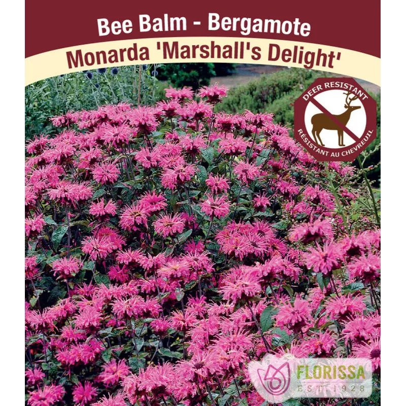 monarda-marshall-s-delight-1-pack Monarda – Marshall’s Delight, 1 Pack