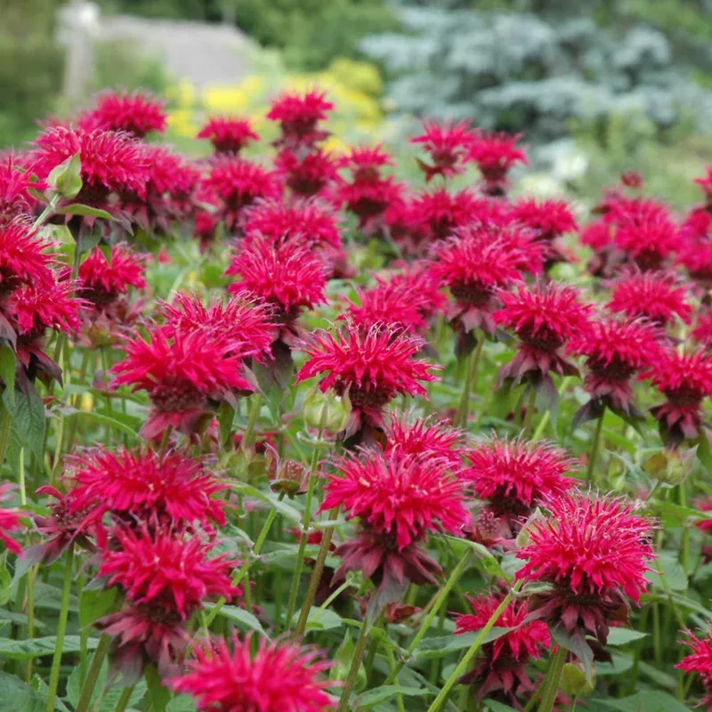 monarda-raspberry-wine MONARDA RASPBERRY WINE
