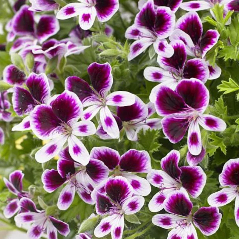 mosquitaway-eva-geranium Mosquitaway Eva Geranium