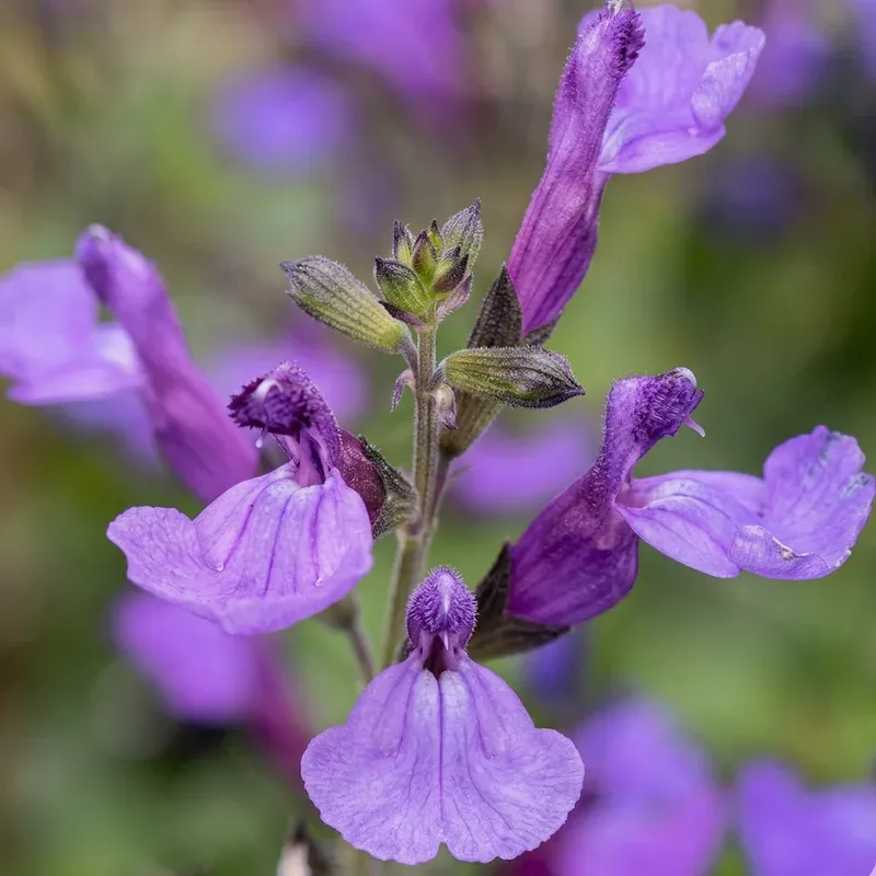 Mrs. Beard California Sage