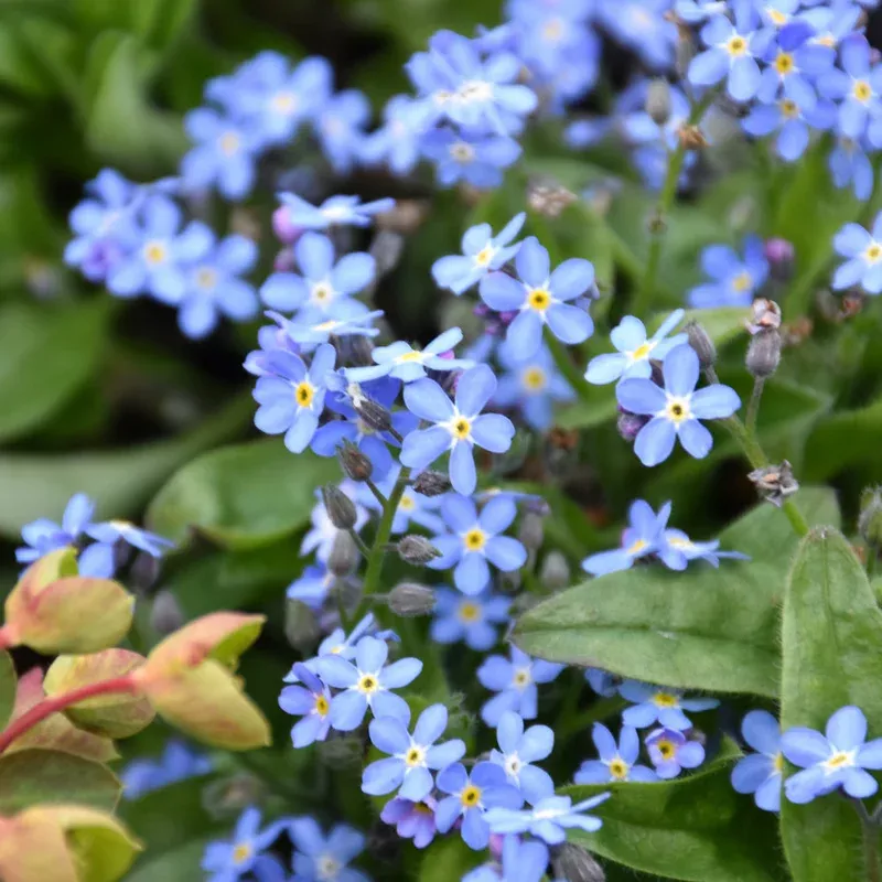 myosotis-mon-amie-blue MYOSOTIS MON AMIE BLUE