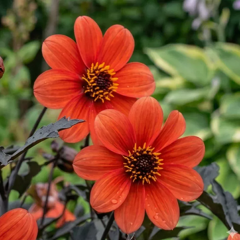 mystic-enchantment-dahlia Mystic Enchantment Dahlia