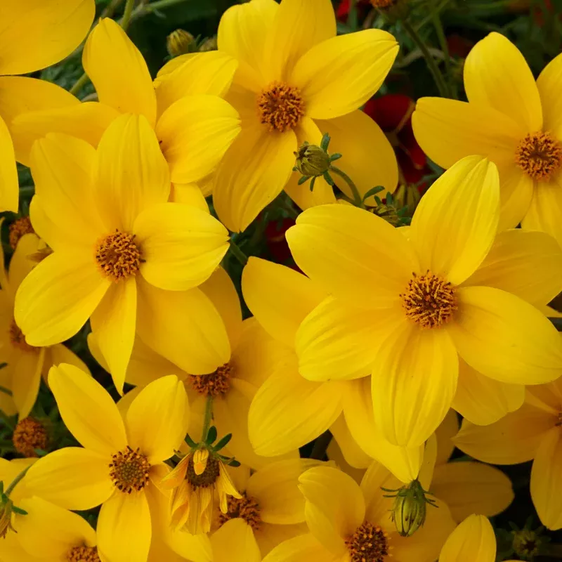namid-compact-yellow-bidens Namid Compact Yellow Bidens