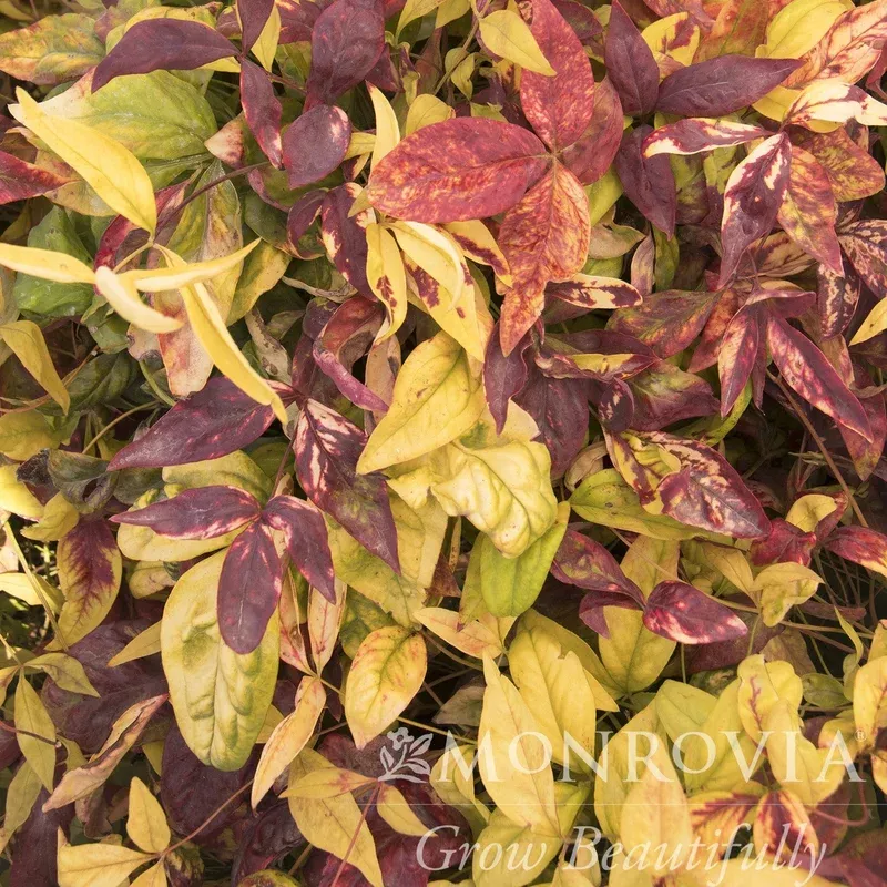 nandina-domestica-firepower-monrovia-firepower-heavenly-bamboo Nandina domestica ‘Firepower’ ~ Monrovia Firepower Heavenly Bamboo