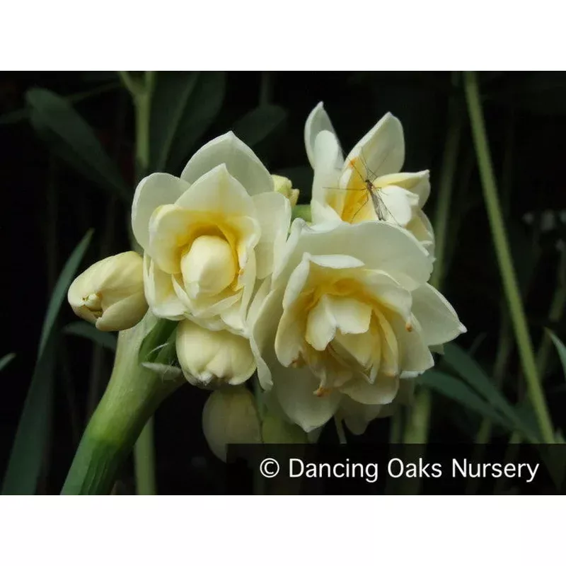 narcissus-erlicheer-double-daffodil Narcissus ‘Erlicheer’ Double Daffodil