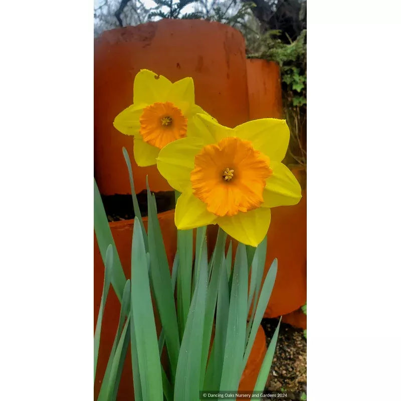 narcissus-pride-lions-large-cupped-daffodil Narcissus ‘Pride of Lions’ Large-cupped Daffodil