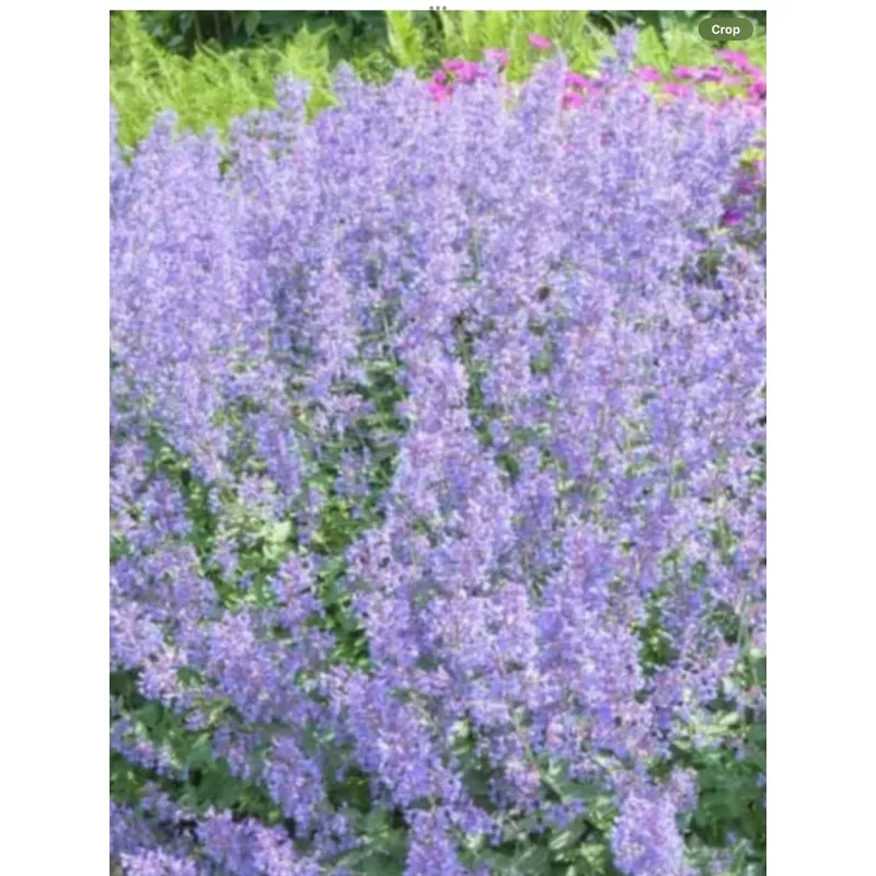 Nepeta Junior Walkers