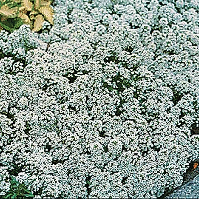 new-carpet-snow-alyssum-seeds New Carpet of Snow Alyssum Seeds