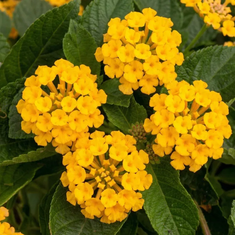 new-gold-trailing-lantana New Gold Trailing Lantana