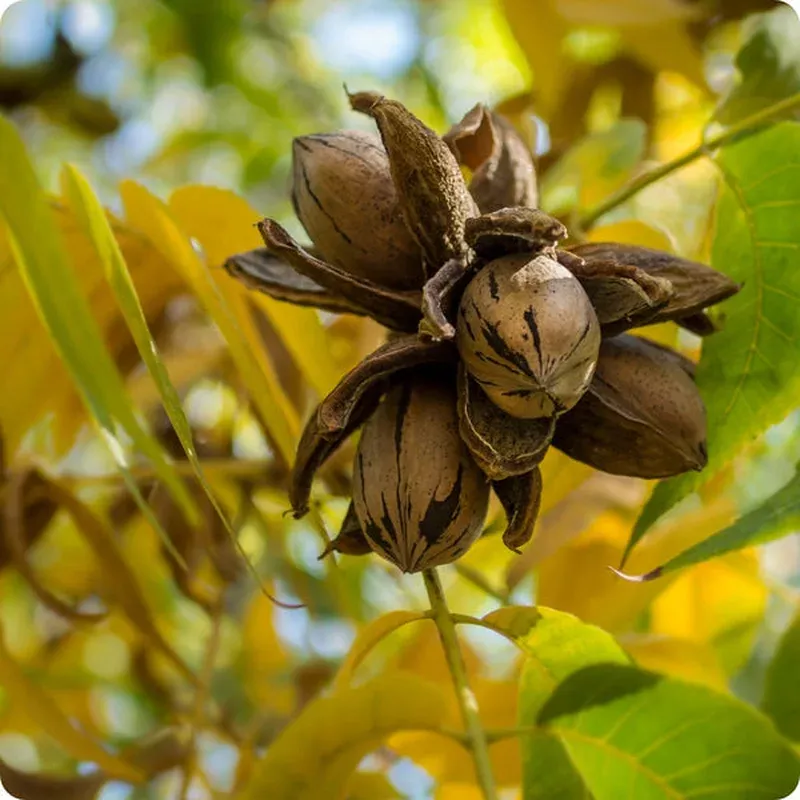 northern-pecan-carya-illinoinensis-seeds Northern Pecan (Carya illinoinensis) Seeds