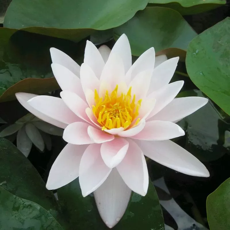 nymphaea-marliacea-carnea-aquatic-pond-plant-water-lily Nymphaea Marliacea Carnea Aquatic Pond Plant – Water Lily