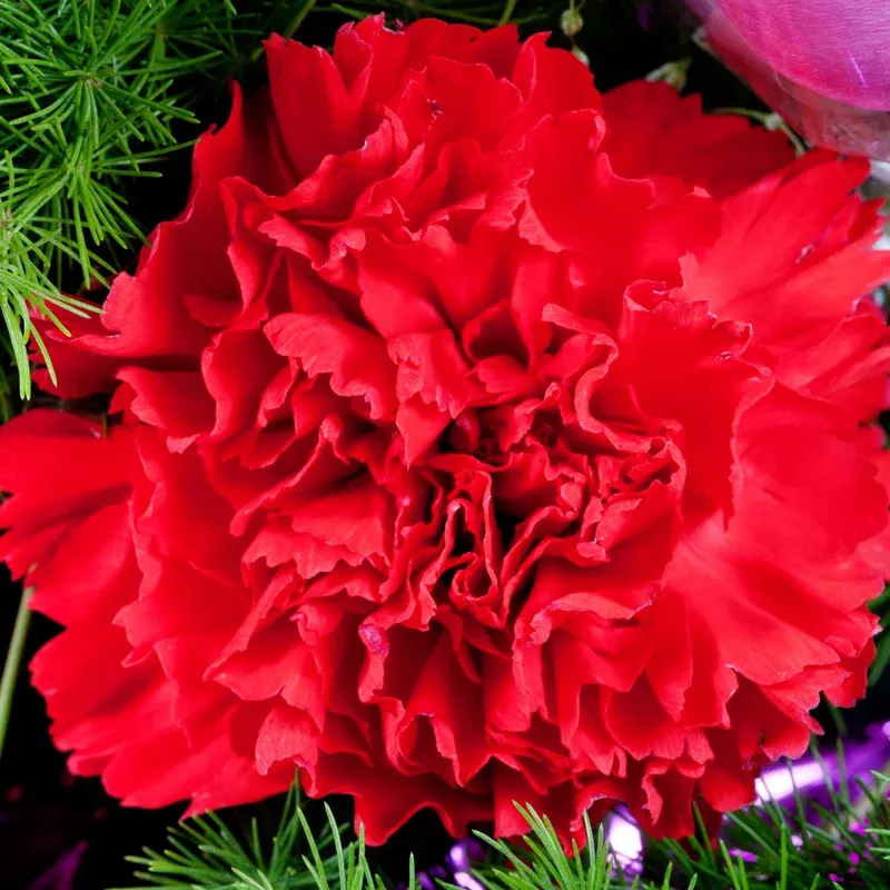 odessa-red-dianthus Odessa Red Dianthus