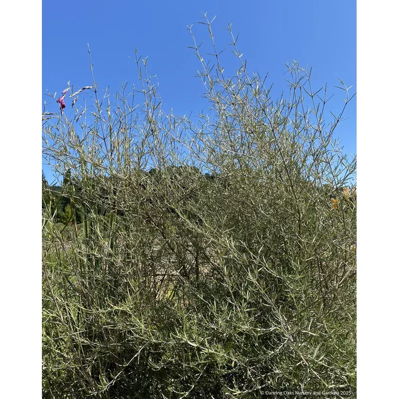 olearia-lineata-dartonii-daisy-bush-or-twiggy-tree-daisy Olearia lineata ‘Dartonii’ Daisy Bush or Twiggy Tree Daisy