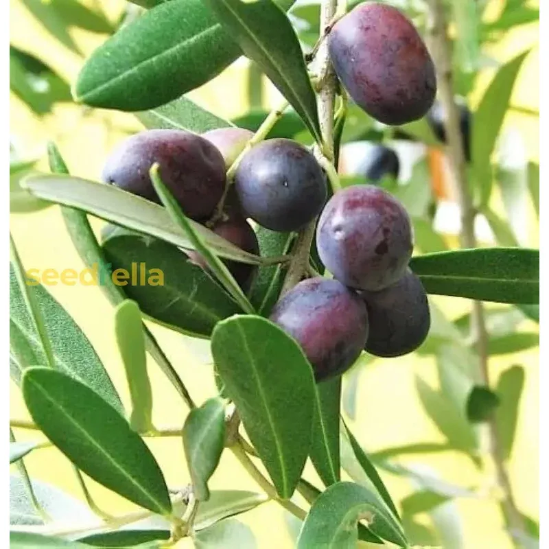 olive-tree-planting-seeds-home-gardens Olive Tree Planting Seeds for Home Gardens