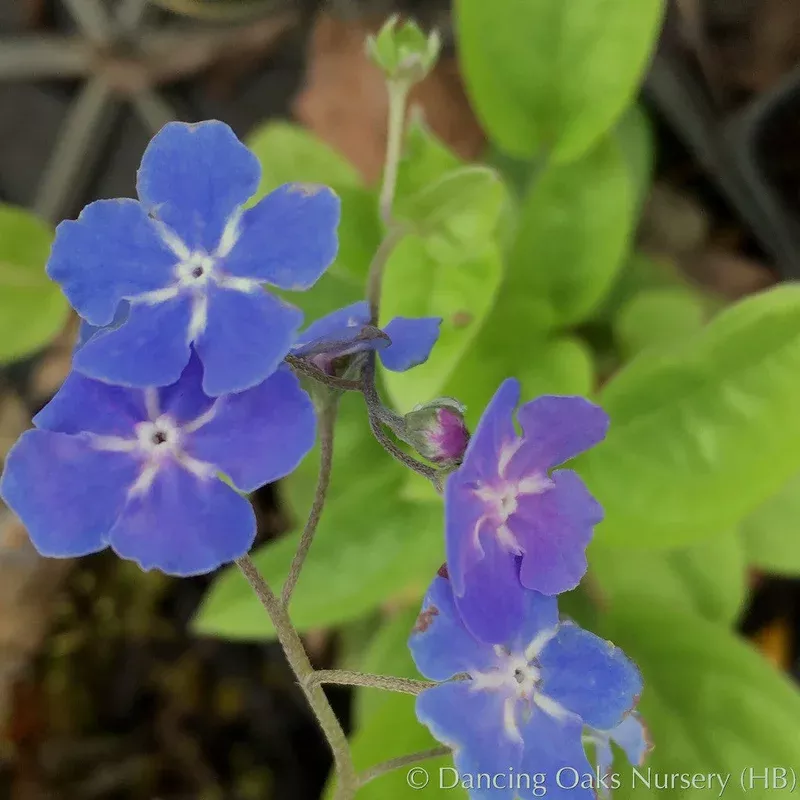 omphalodes-cappadocica-navelwort Omphalodes cappadocica Navelwort