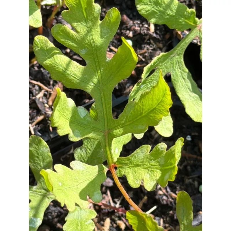 onoclea-sensibilis-var-minima Onoclea sensibilis var. minima