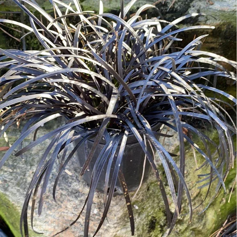 ophiopogon-planiscapus-nigrescens-black-mondo-grass Ophiopogon planiscapus ‘Nigrescens’ ~ Black Mondo Grass