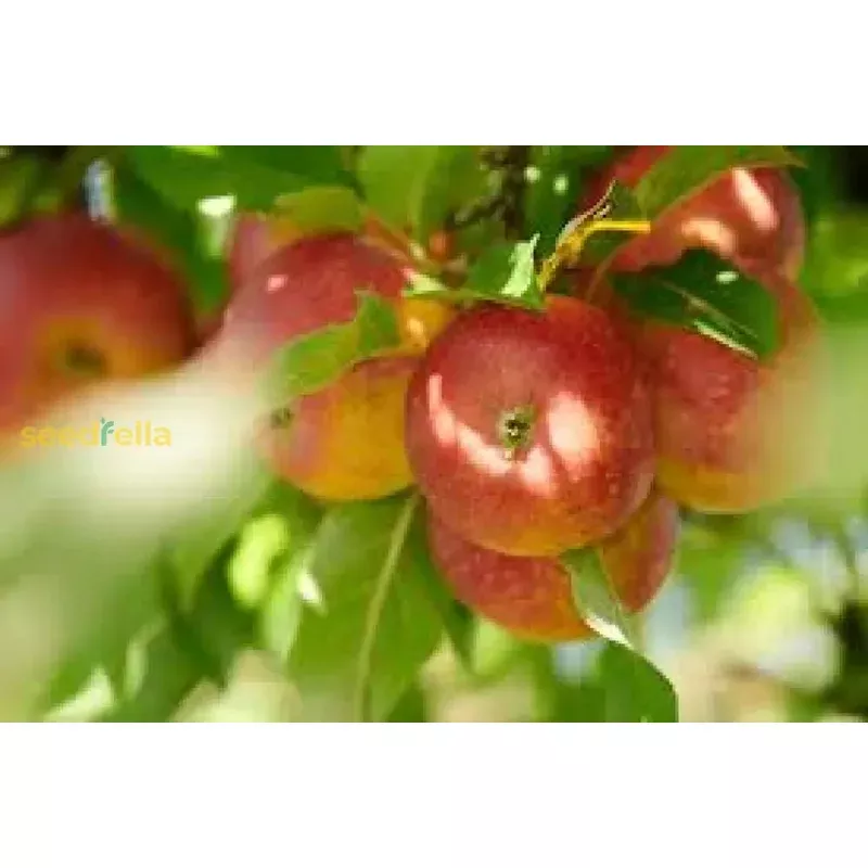 Orange Apple Seeds for Planting Grow Your Own Unique Fruit