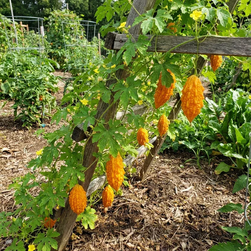 orange-bitter-gourd-vegetable-planting-seeds-your-garden Orange Bitter Gourd Vegetable Planting Seeds for Your Garden