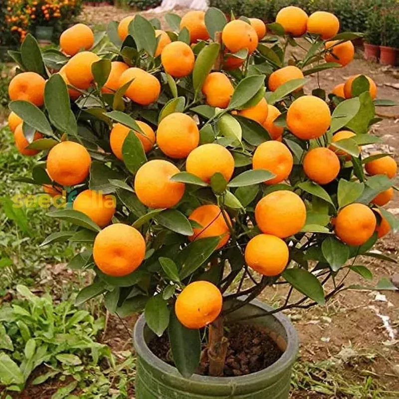 orange-fruit-seeds-planting-grow-delicious-oranges Orange Fruit Seeds for Planting – Grow Delicious Oranges