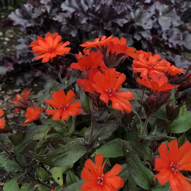 orange-gnome-catchfly-lychnis ‘Orange Gnome’ Catchfly (Lychnis)
