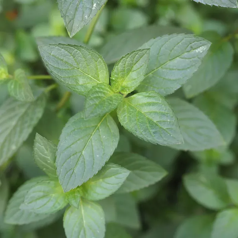 Orange Mint 4″ plant