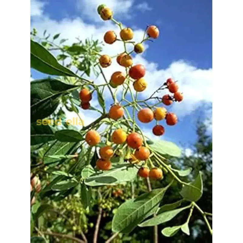 orange-ovata-bahama-tree-seeds-planting Orange Ovata Bahama Tree Seeds for Planting