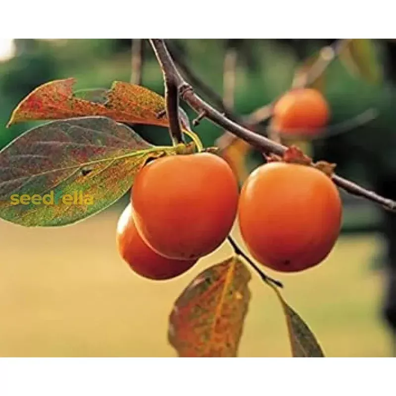 orange-persimmon-seeds-planting-grow-juicy-fruit-trees Orange Persimmon Seeds for Planting – Grow Juicy Fruit Trees