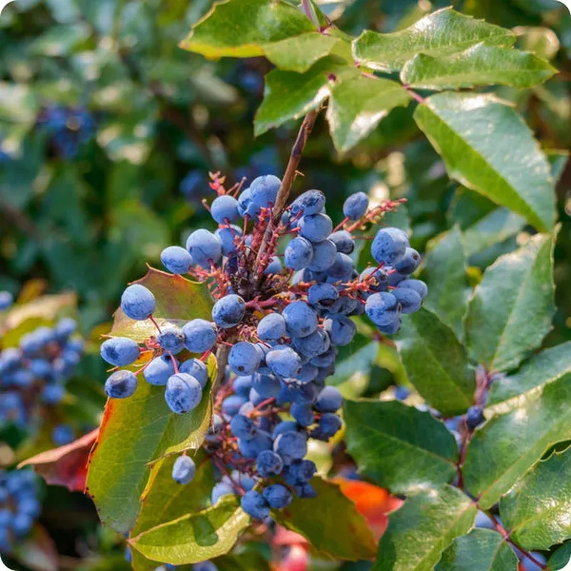 oregon-grape-grape-seeds-mahonia-aquifolium Oregon Grape Grape Seeds – Mahonia aquifolium