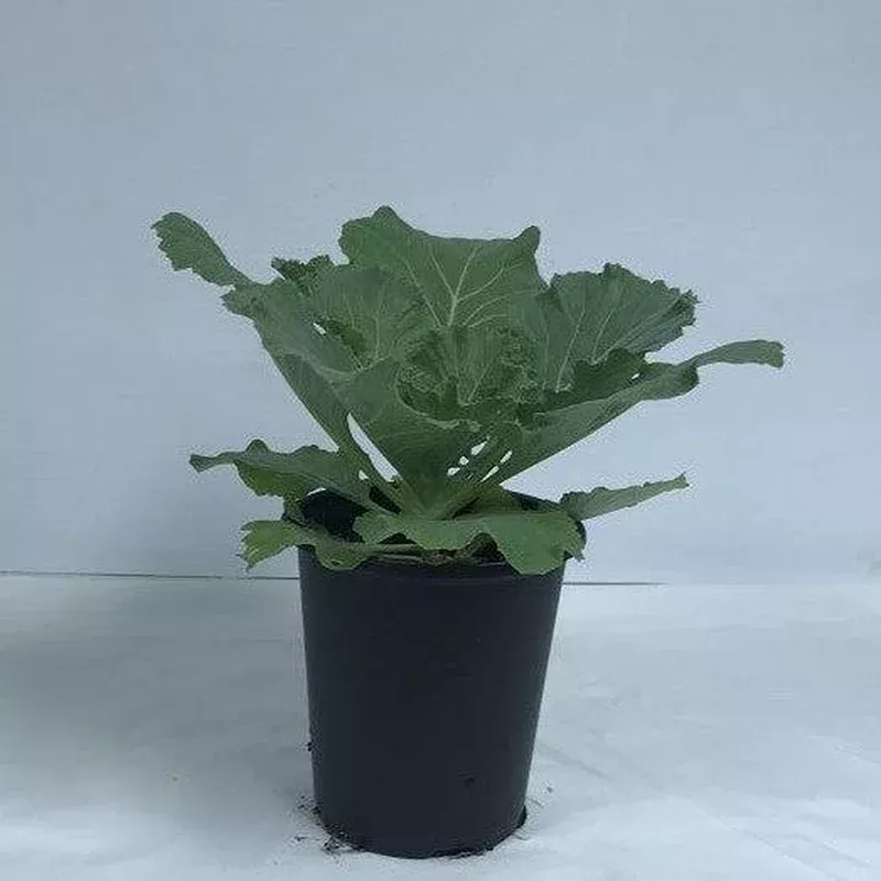 ornamental-cabbage ~ Ornamental Cabbage