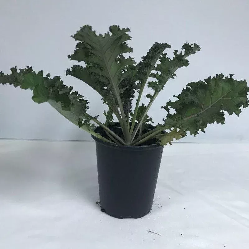 ornamental-kale ~ Ornamental Kale