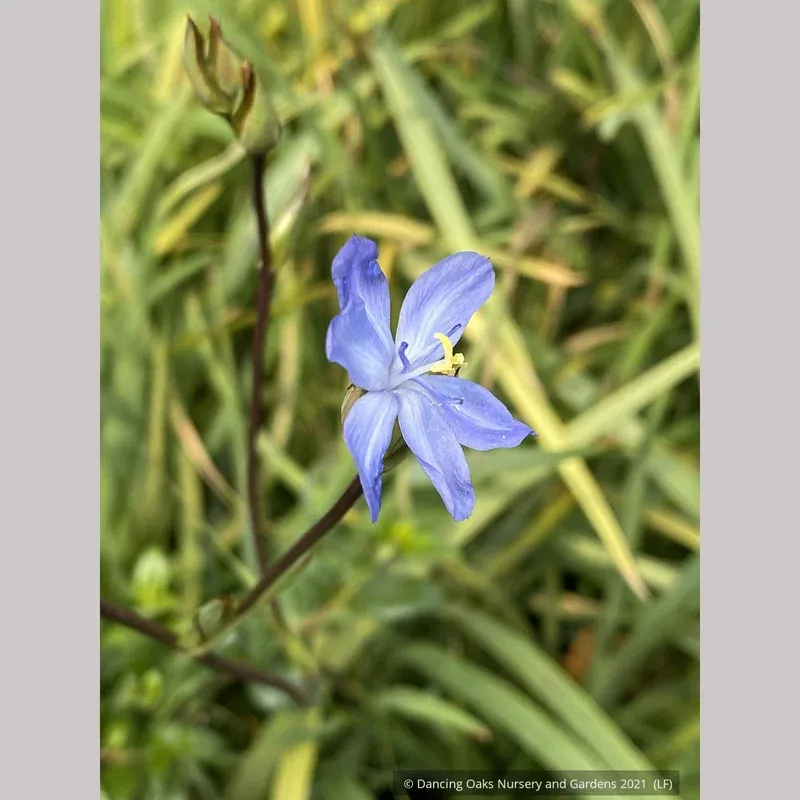 orthrosanthus-chimboracensis-morning-iris Orthrosanthus chimboracensis Morning Iris