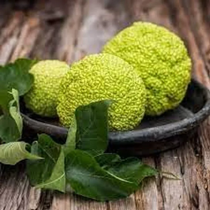 osage-orange-seeds-planting-grow-your-own-trees Osage Orange Seeds for Planting – Grow Your Own Trees