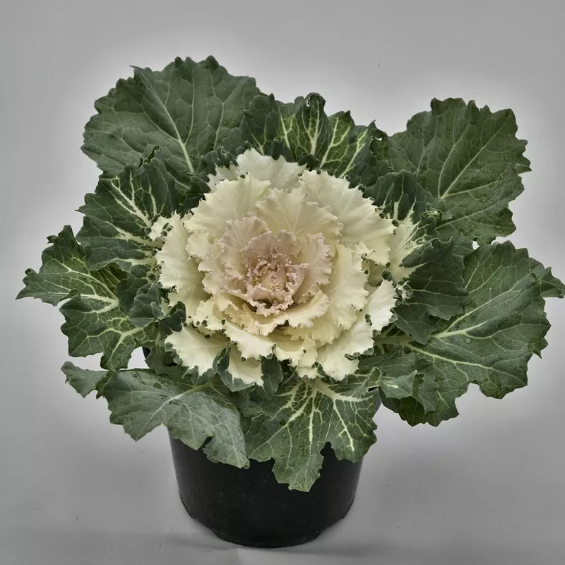 osaka-white-flowering-kale-brassica ‘Osaka White’ Flowering Kale (Brassica)