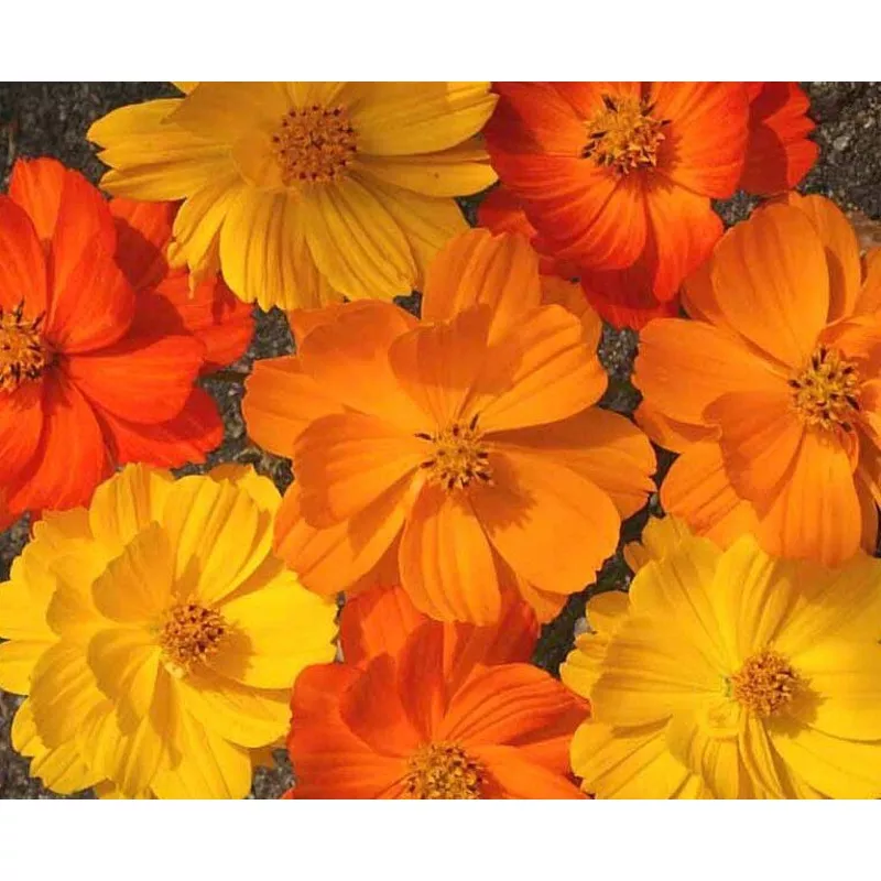 OSC Bright Lights Cosmos Seeds – Packet