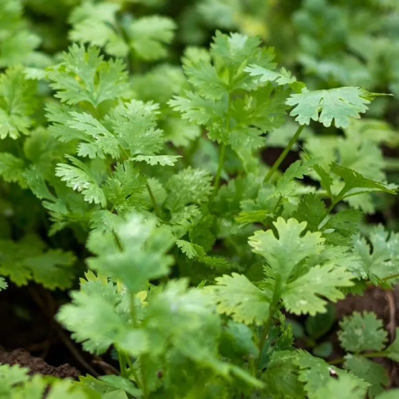 osc-cilantro-coriander-seeds-packet OSC Cilantro Coriander Seeds – Packet