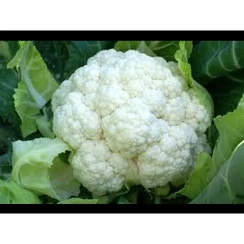 osc-early-snowball-cauliflower-seeds-packet OSC Early Snowball Cauliflower Seeds – Packet