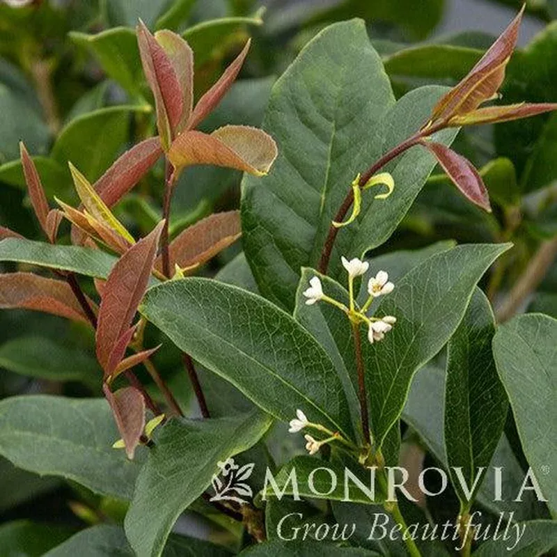 osmanthus-fragrans-monrovia-fragrant-tea-olive-sweet-olive Osmanthus fragrans ~ Monrovia Fragrant Tea Olive Sweet Olive
