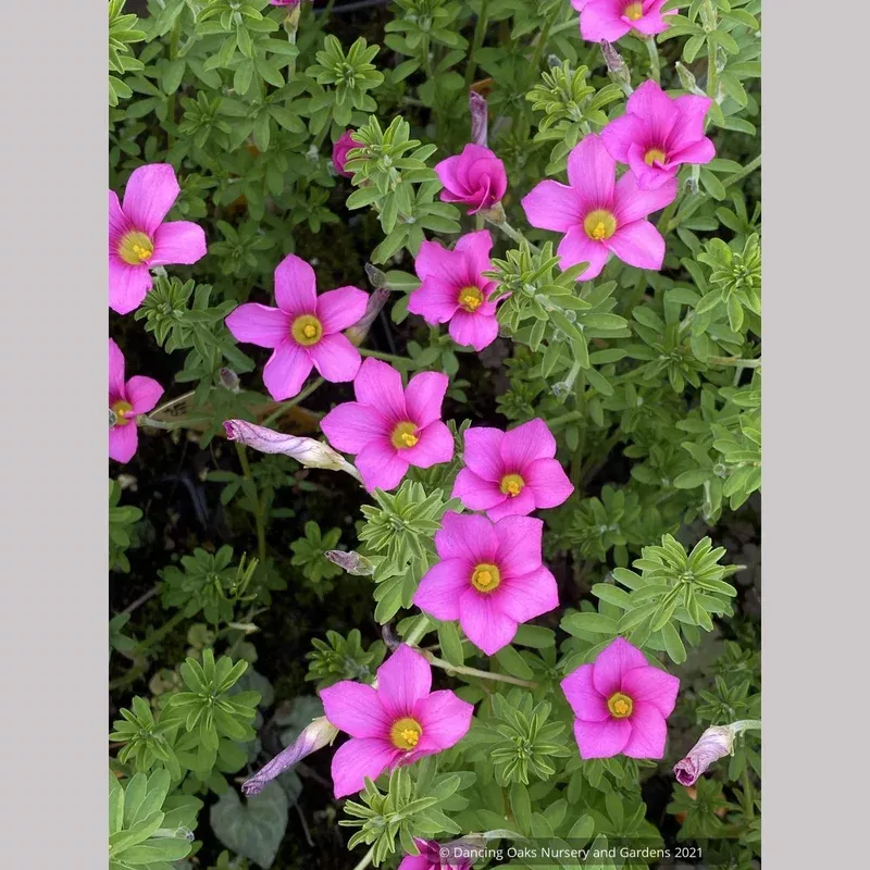 oxalis-hirta-trailing-oxalis Oxalis hirta Trailing Oxalis