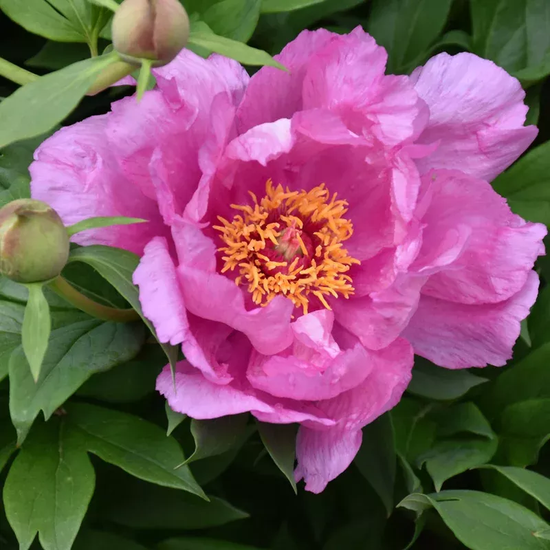 paeonia-first-arrival PAEONIA FIRST ARRIVAL