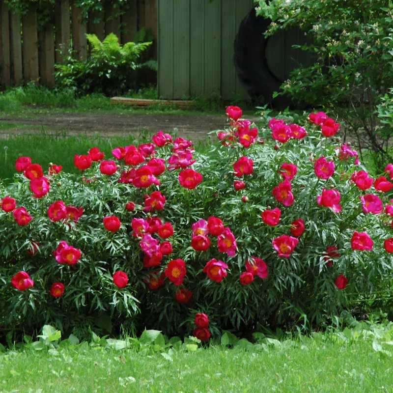 paeonia-layfayette-escadrille PAEONIA LAYFAYETTE ESCADRILLE