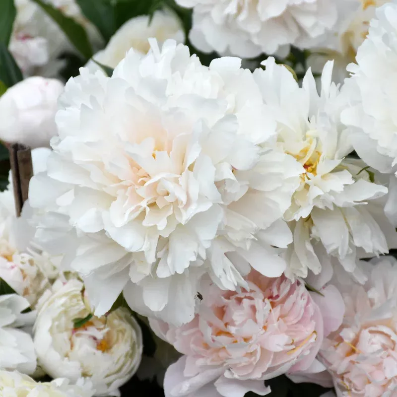 paeonia-solange PAEONIA SOLANGE