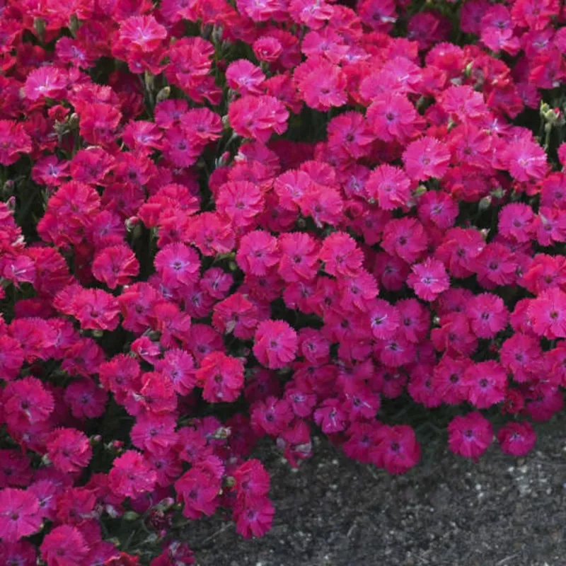 paint-town-red-dianthus ‘Paint the Town Red’ Dianthus