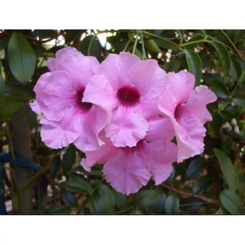 pandorea-jasminoides-pink-magic Pandorea jasminoides Pink Magic