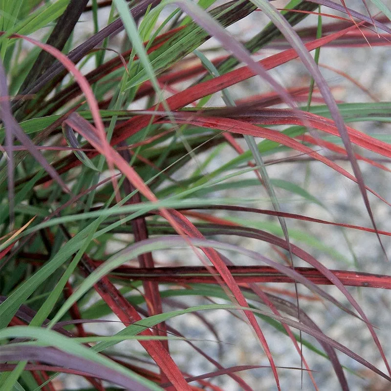 panicum-ruby-ribbons Panicum Ruby Ribbons