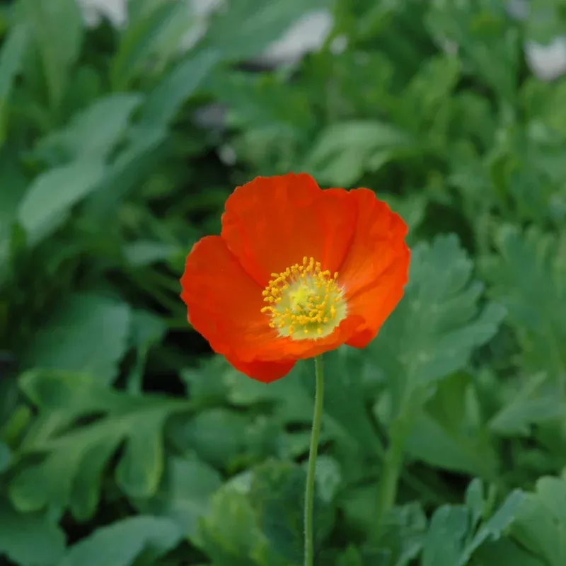 papaver-nud-champagne-bubbles PAPAVER NUD. CHAMPAGNE BUBBLES