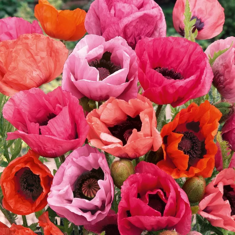 papaver-orientale-roots-fruit-punch-mix Papaver orientale Roots – Fruit Punch Mix