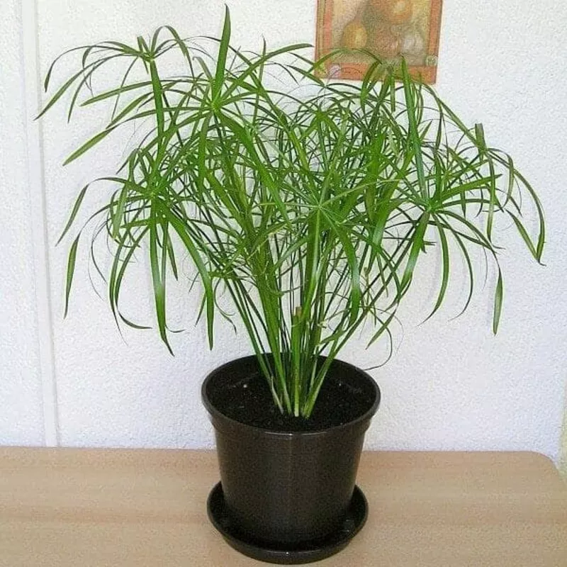 papyrus-grass-umbrella-sedge-plant Papyrus Grass, Umbrella Sedge – Plant