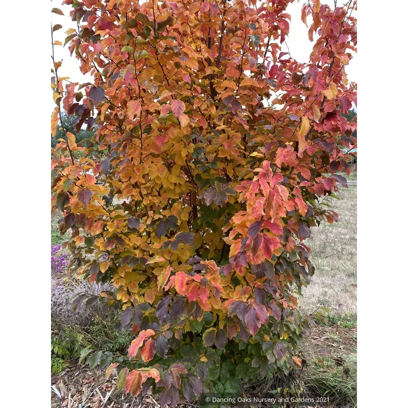Parrotia persica ‘Golden Bell Tower Columnar Ironwood